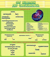 Стенд "От клетки до организма" - fgospostavki.ru - Артём