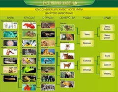 Стенд "Систематика животных" - fgospostavki.ru - Артём