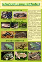 Стенд "Класс земноводные" - fgospostavki.ru - Артём