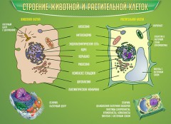  Биология - fgospostavki.ru - Артём