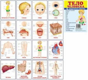Раздаточные карточки "Тело человека" - fgospostavki.ru - Артём