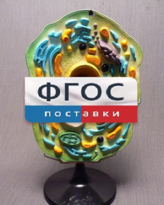 Модель "Клетка растения" - fgospostavki.ru - Артём