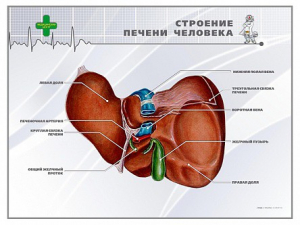 Стенд "Строение печени человека" - fgospostavki.ru - Артём