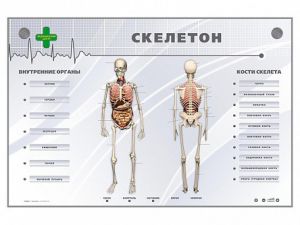 Электрифицированный стенд-тренажер "Скелетон" - fgospostavki.ru - Артём