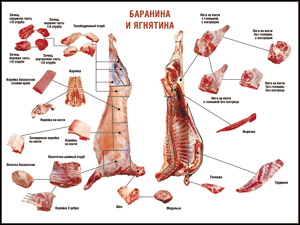 Таблица "Правила разделки мясных туш. Баранина и ягнятина" (100х140 сантиметров, винил) - fgospostavki.ru - Артём