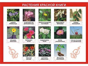 Таблица демонстрационная "Растения Красной книги" (винил 70*100) - fgospostavki.ru - Артём
