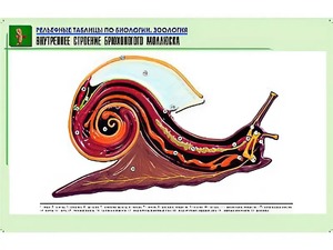 Рельефная таблица "Внутреннее строение брюхоногого моллюска" (формат А1, матовое ламинирование) - fgospostavki.ru - Артём