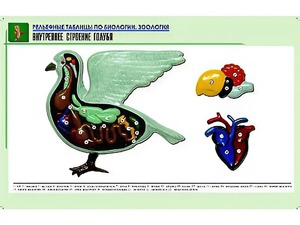 Рельефная таблица "Внутреннее строение голубя" (формат А1, матовое ламинирование) - fgospostavki.ru - Артём