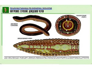 Рельефная таблица "Внутреннее строение дождевого червя" (формат А1, матовое ламинирование) - fgospostavki.ru - Артём