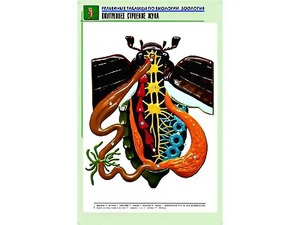Рельефная таблица "Внутреннее строение жука" (формат А1, матовое ламинирование) - fgospostavki.ru - Артём