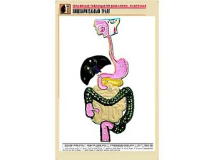 Рельефная таблица "Пищеварительный тракт" (формат А1, матовое ламинирование) - fgospostavki.ru - Артём