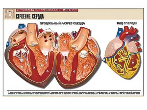 Рельефная таблица "Строение сердца" (формат А1, матовое ламинирование) - fgospostavki.ru - Артём