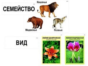 Модель-аппликация "Классификация растений и животных" (ламинированная) - fgospostavki.ru - Артём