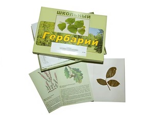 Гербарий "Дикорастущие растения" (30 видов, с иллюстрациями) - fgospostavki.ru - Артём