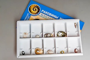 Коллекция "Раковины моллюсков" - fgospostavki.ru - Артём