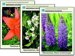 Гербарий фотографический "Основные группы растений" - fgospostavki.ru - Артём