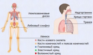 Интерактивные курсы. Биология 9 класс. Базовый. - fgospostavki.ru - Артём