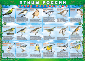 Комплект таблиц "Птицы России (4 листа)" (100х140 сантиметров, винил) - fgospostavki.ru - Артём