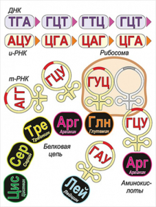 Модель-аппликация Биосинтез белка - fgospostavki.ru - Артём