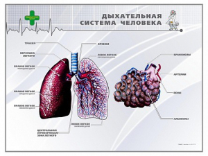 Стенд "Дыхательная система человека" - fgospostavki.ru - Артём