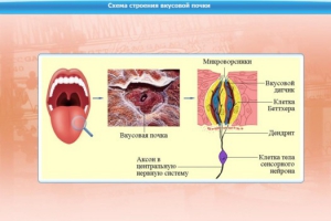 Интерактивные курсы. Биология 10 класс. Базовый. - fgospostavki.ru - Артём