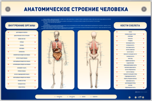 Электрифицированный стенд-тренажер c макетом скелета "Анатомическое строение человека" - fgospostavki.ru - Артём