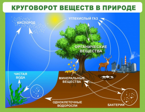 Стенд "Круговорот веществ" - fgospostavki.ru - Артём