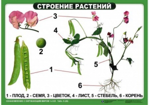 Комплект таблиц "Ознакомление с окружающим миром 1-4 класс" - fgospostavki.ru - Артём
