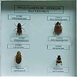 Коллекция энтомологическая "Представители отряда насекомых" - fgospostavki.ru - Артём