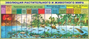 Стенд "Эволюция растительного и животного мира" - fgospostavki.ru - Артём