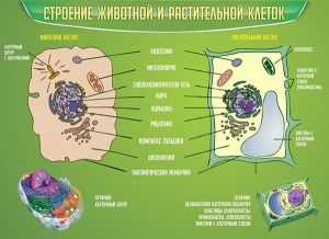 Стенд "Строение животной и растительной клеток" - fgospostavki.ru - Артём