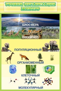 Стенд "Уровни организации живого" - fgospostavki.ru - Артём
