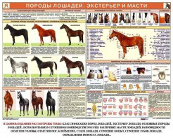Комплект плакатов "Служебное коневодство" - fgospostavki.ru - Артём
