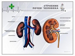 Стенд "Строение почки человека" - fgospostavki.ru - Артём