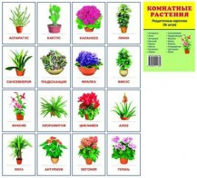 Раздаточные карточки "Комнатные растения" - fgospostavki.ru - Артём