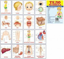 Раздаточные карточки "Тело человека" - fgospostavki.ru - Артём
