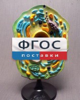 Модель "Клетка растения" - fgospostavki.ru - Артём