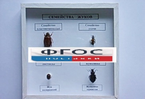 Коллекция "Семейство жуков" - fgospostavki.ru - Артём