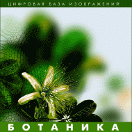 Ботаника. (Цифровая база изображений) - fgospostavki.ru - Артём