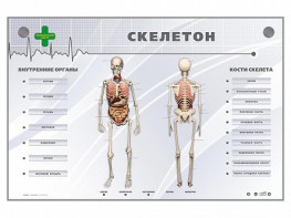 Электрифицированный стенд-тренажер "Скелетон" - fgospostavki.ru - Артём