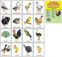 Раздаточные карточки "Птицы домашние и декоративные" - fgospostavki.ru - Артём