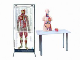 Интерактивный учебный комплекс "Анатомический атлас 3D" - fgospostavki.ru - Артём