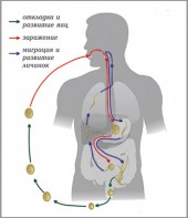 Модель-аппликация Цикл развития аскариды - fgospostavki.ru - Артём