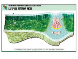 Рельефная таблица "Клеточное строение листа" (формат А1, матовое ламинирование) - fgospostavki.ru - Артём