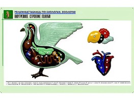 Рельефная таблица "Внутреннее строение голубя" (формат А1, матовое ламинирование) - fgospostavki.ru - Артём