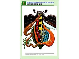 Рельефная таблица "Внутреннее строение жука" (формат А1, матовое ламинирование) - fgospostavki.ru - Артём