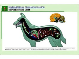 Рельефная таблица "Внутреннее строение собаки" (формат А1, матовое ламинирование) - fgospostavki.ru - Артём