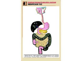 Рельефная таблица "Пищеварительный тракт" (формат А1, матовое ламинирование) - fgospostavki.ru - Артём