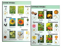 Коллекция "Семена и плоды" - fgospostavki.ru - Артём