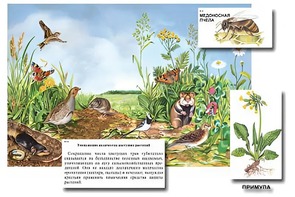 Магнитный плакат-аппликация "Луг: биоразнообразие и взаимосвязи в сообществе" - fgospostavki.ru - Артём